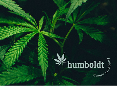 Humboldt Flower Company
