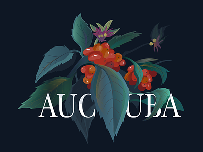 aucuba japonica illustration plant