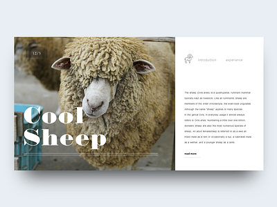 Sheep sheep zoo