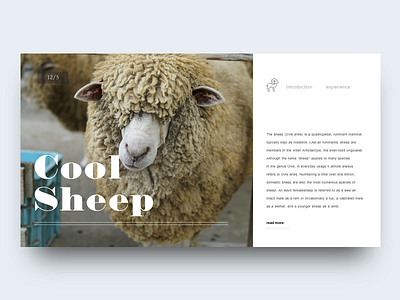 Sheep