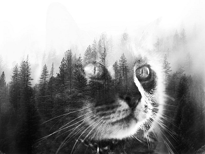 Natural Instinct: Consciousness adobe bw cats exposure free instinct layers nature overlays photos photoshop woods