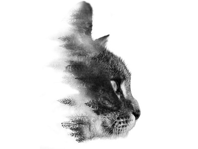 Natural Instinct: courage adobe bw cats exposure free instinct layers nature overlays photos photoshop woods