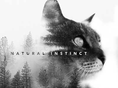 Natural Instinct: the series adobe bw cats exposure free instinct layers nature overlays photos photoshop woods