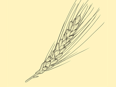 Ferro For Your Thoughts food lines sketch strokes vector wheat. ferro