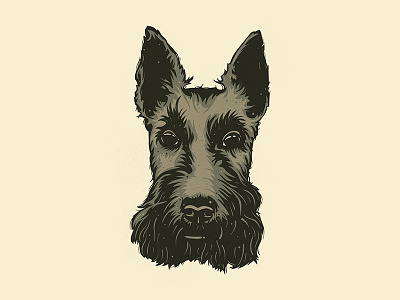 Lil Scotty animals color dogs fur illustrations illustrator lines pets scottish terrier