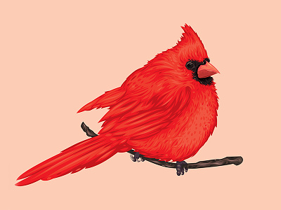 Cardinal birds cardinal feather nature vector