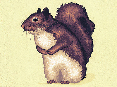 squirrel design food illustration illustrator nature squirrel vector wildlife