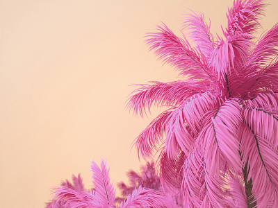 Californian Hue abstract cinema4d color palms summer sunshine