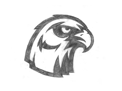 Hawk Sketch beak bird condor eagle feathers hawk mascot phoenix talon