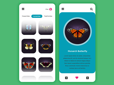 Hi-fi Butterflies app design bugs butterflies butterfly catalog digital illustration hi-fi illustration monarch butterfly