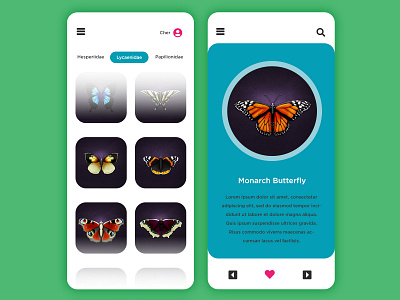 Hi-fi Butterflies app design bugs butterflies butterfly catalog digital illustration hi fi illustration monarch butterfly