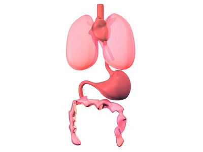 Organs WIP 3d 3d modeling autodesk maya human anatomy maya organs