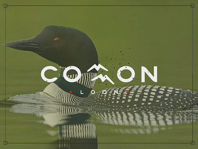 Common Loon