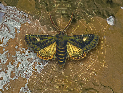 Lepidoptera Crepuscular collage digital art illustration vintage