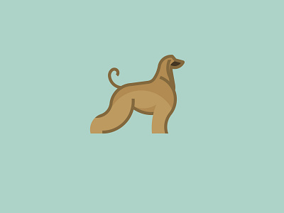 Afghan Hound