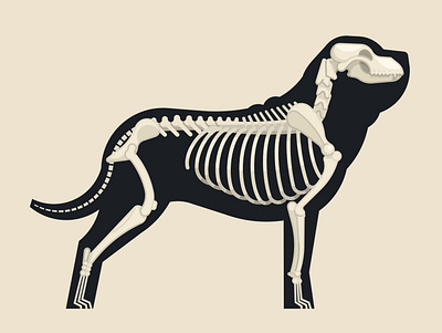 Skeleton of a Mastiff dog illustration mastiff skeleton