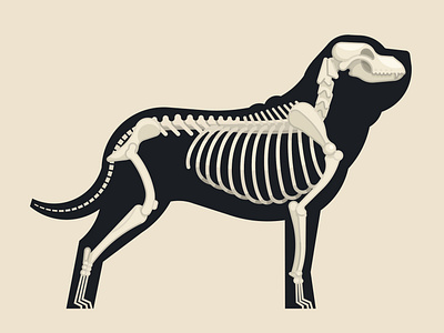 Skeleton of a Mastiff