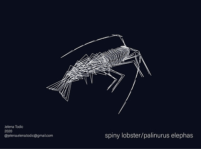 Spiny lobster app design graphic graphic design illustration illustrator lobster logo minimal sea vector web