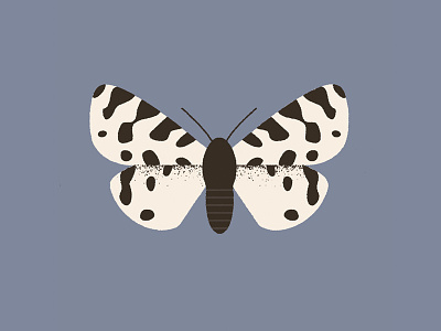 Moth (ocnogyna zoraida) butterfly design hawkmoth illustration moth