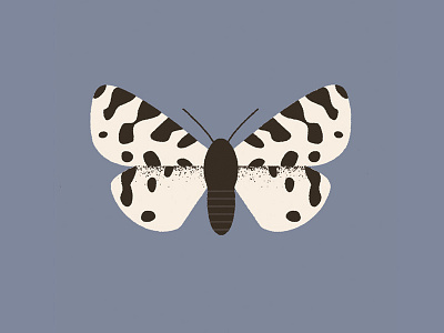 Moth (ocnogyna zoraida)