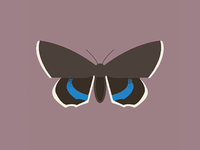 Moth (catocala fraxini) butterfly design hawkmoth illustration moth