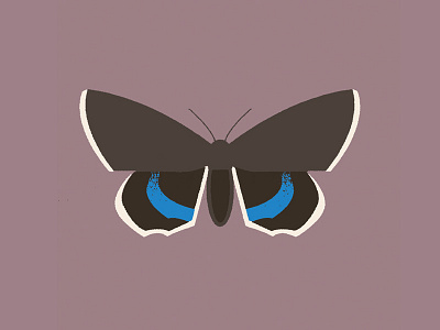Moth (catocala fraxini)