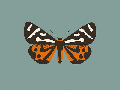 Moth (parasemia plantaginis) butterfly design hawkmoth illustration moth