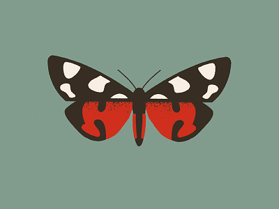 Moth (callimorpha dominula) butterfly design hawkmoth illustration moth