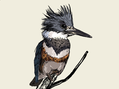 Belted Kingfisher 2 / fauna poster illustration poster