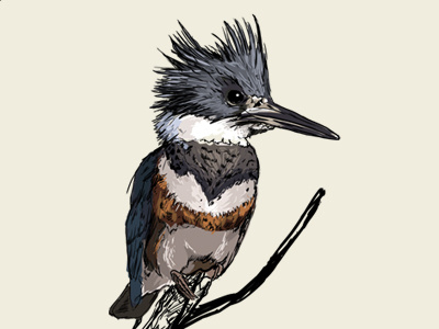 Belted Kingfisher 2 / fauna poster