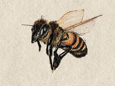 Bee bee bees honey insects pointillism wildlife wings