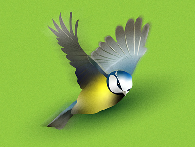 Blue Tit adobeillustrator bird bold illustration minimalist nature illustration texture vector