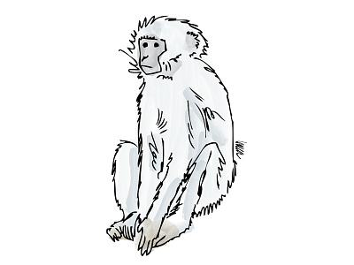 Liam the Monkey digital watercolor drawing monkey primate sketch wacom bamboo