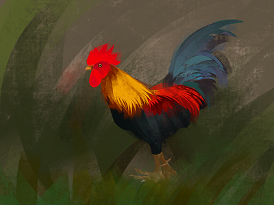 Rooster illustraion procreate rooster