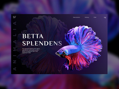 The first screen/ Betta splendens design ui uidesign uiinspiration ux web webdesign website website design