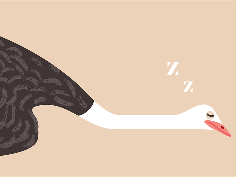 Sleeping Ostrich animals biology ostrich science sleep zzz