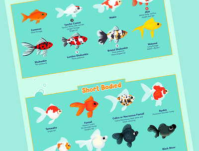 Goldfish Body Mods fish goldfish illustration infographic information illustration