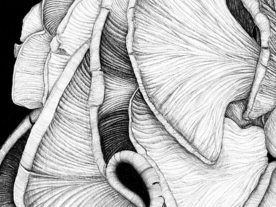 Mushroom 02 drawing illustration mushroom pencil pencil drawing
