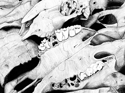 Dead Friend 02 drawing illustration pencil pencil drawing skull skulls