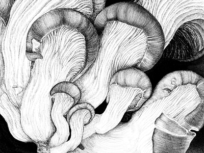 Mushroom 01 drawing illustration mushroom pencil pencil drawing