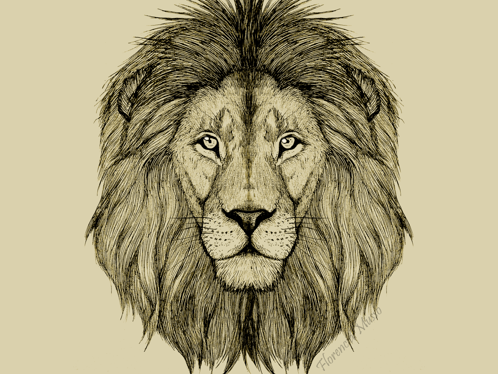 lion head drawn with pencil