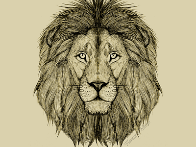 Lion head animal ink pen pen and ink realistic drawing science illustration sepia tattoo tattoo artist tattoo design wild wildlife