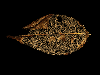 Dry leaf