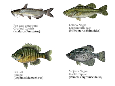 ichthyology Illustrations
