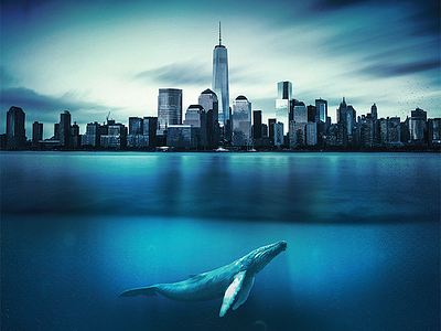 BlueYork blue blueyork new york shars wcs whales wildlife york