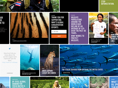 WWF Cards cards conservation design layout pinterest story wildlife world wildlife fund wwf