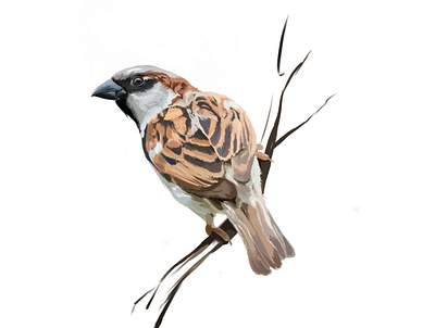 Little sparrow animal art animal illustration bird bird illustration digital art digital illustration digital painting graphic design illustration illustration design illustrator procreate sparrow
