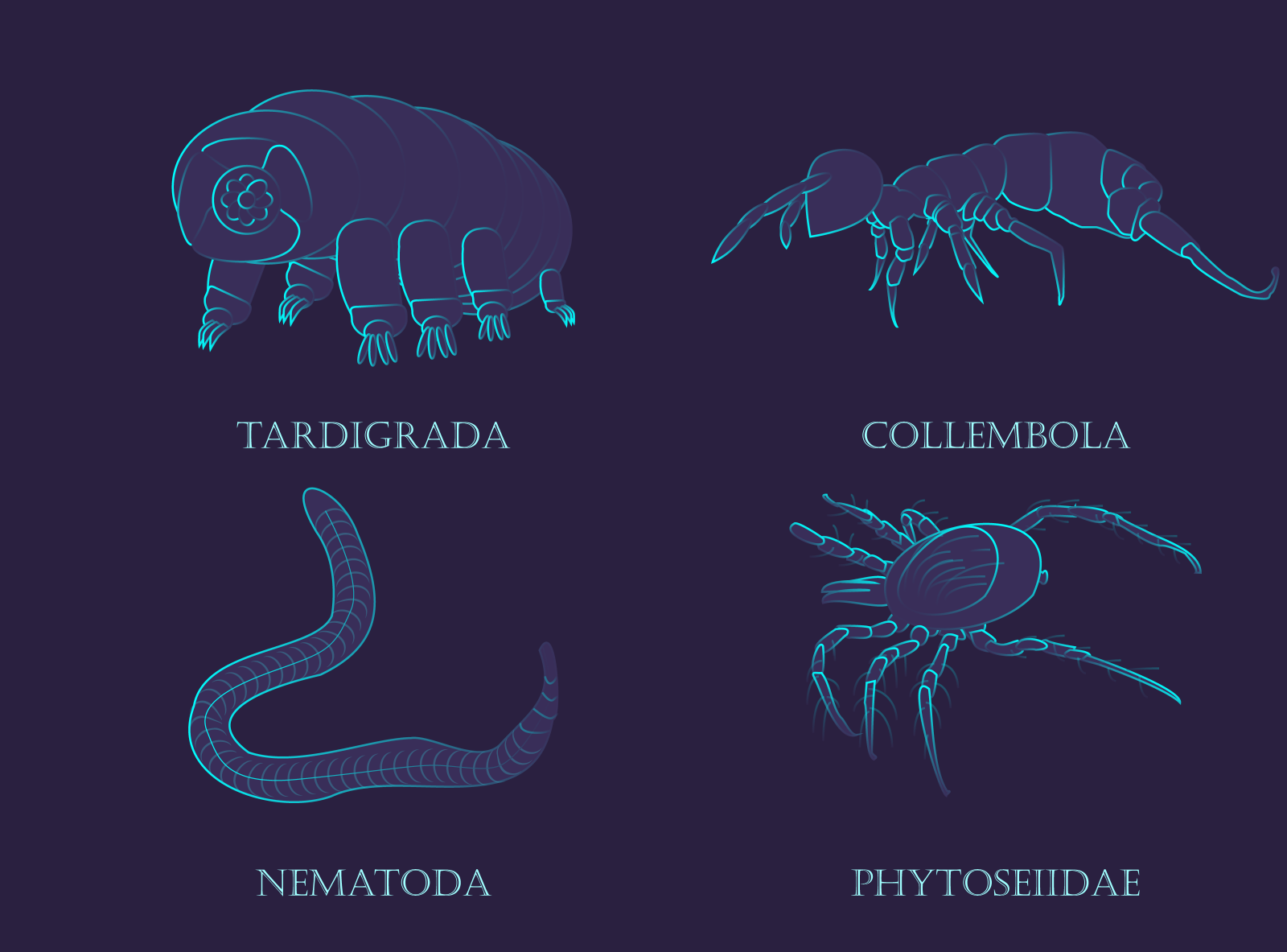 Soil Invertebrates By Jessica Vasi'lchuk On Dribbble