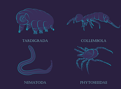 Soil Invertebrates animals biology illustration invertebrate neon soil taxonomy vector