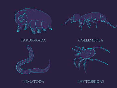 Soil Invertebrates animals biology illustration invertebrate neon soil taxonomy vector